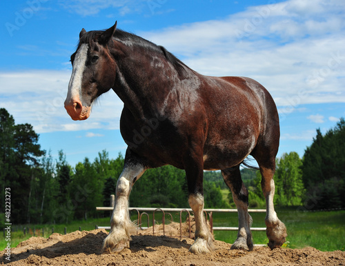 Clydesdale station horse enjoying pile of sand in the meadow on hot summer day