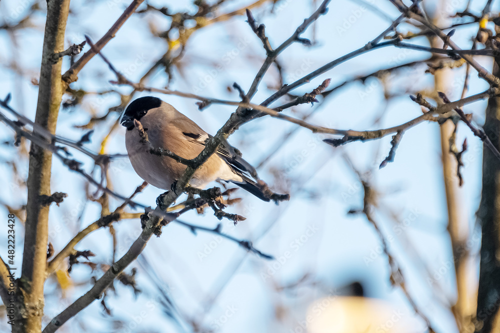 Bullfinches, sparrows, tits peck seeds from the feeder on tree branches in winter Bullfinches, sparrows, tits peck seeds from the feeder on tree branches in winter