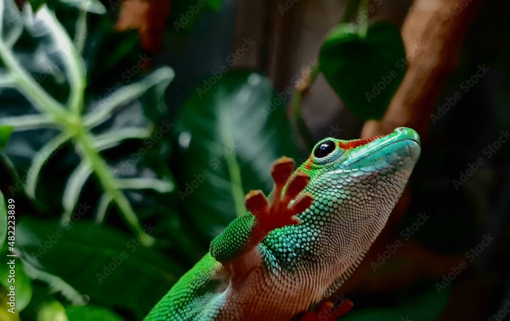 Fototapeta premium frog on a leaf