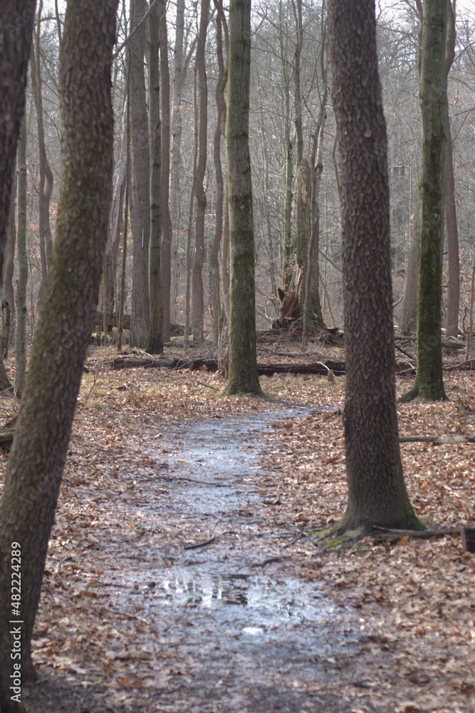 Muddy path moving through the late autumn woods Muddy path moving through the late autumn woods