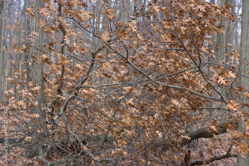 Wallpaper Mural Autumn leaves still stuck on a fallen tree Torontodigital.ca