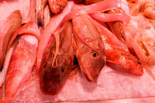 Blond fish (Trigla lucerna ) for sale in a market in valencia Spain photo