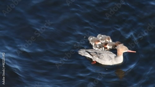 A brood and duck of Red-breasted merganser swim in the lake swinging on the waves. The red-breasted merganser (Mergus serrator). Natural habitat. Wild conditions. Ladoga Lake. Russia.