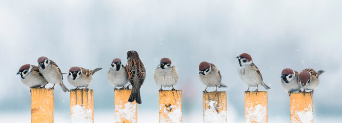 panoramic photo a flock of small birds sparrows sitting on a fence in a garden in the village in winter