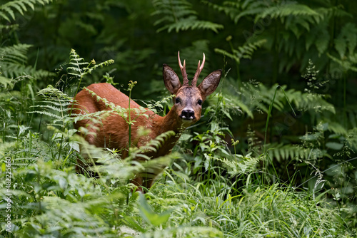 Chevreuil (Capreolus capreolus) brocard en été dans un sous bois de fougères. Alpes. France