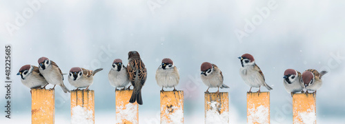 panoramic photo a flock of small birds sparrows sitting on a fence in a garde...