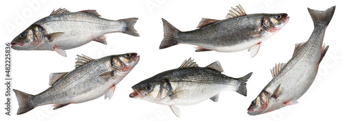 Canvas Print Sea bass fish isolated on white background