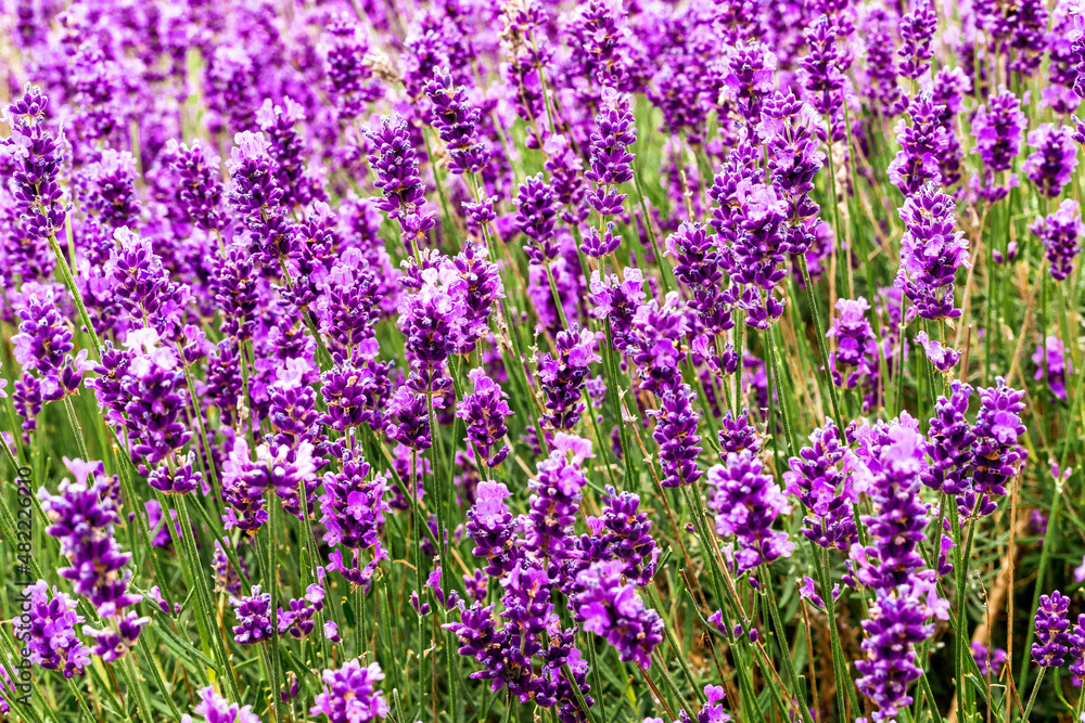 Naklejka premium White and purple flowers, heather, calluna vulgaris