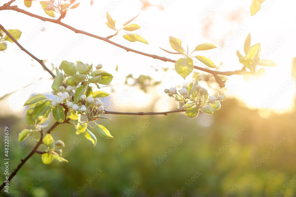 Obraz premium Branches of a blooming apple tree in the rays of the setting sun on a spring evening. The flowering season of fruit trees and bushes