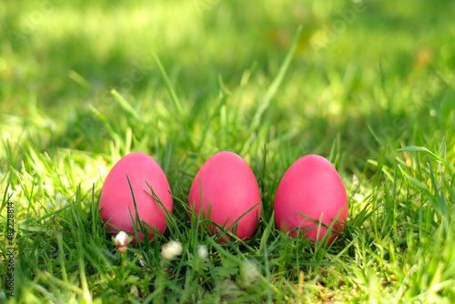 Easter painted pink eggs stand in a row in the grass in the meadow. Religious traditions of coloring eggs