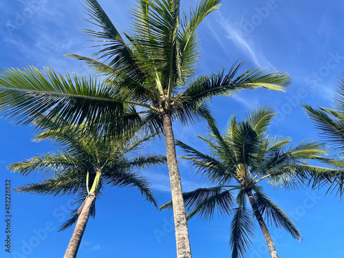 Three coconut trees, view from bottom, blue sky, sunny day, Bahia, Brazil