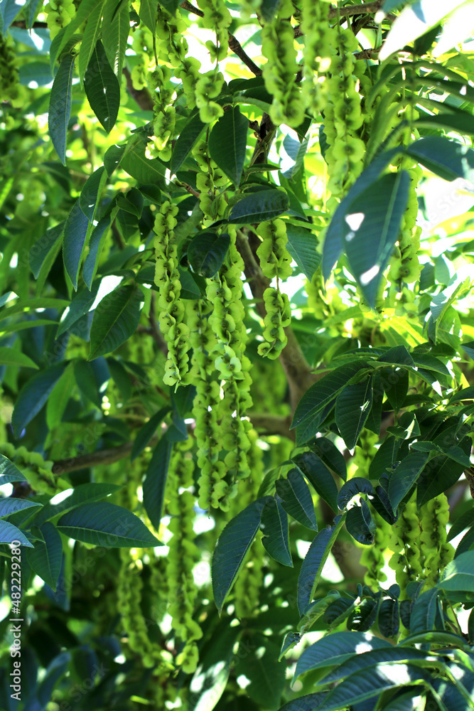 The long flower catkins of Japanese wingnut (Pterocarya rhoifolia)