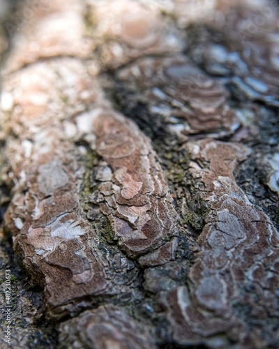 pine tree rough bark closeup, strong bokeh