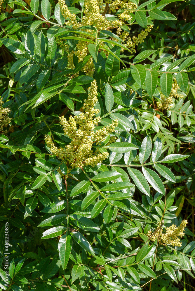 Vertical image of the deciduous shrub known as shining sumac (Rhus copallinum or R. copallina) in flower and leaf Vertical image of the deciduous shrub known as shining sumac (Rhus copallinum or R. copallina) in flower and leaf