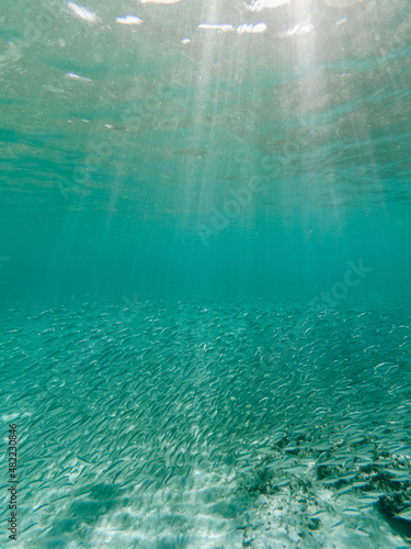 Sardines under the turquoise water in Baja california