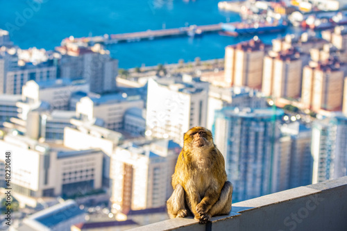 Barbary macaque, Macaca sylvanus, on Gibraltar rock. These monkeys are the only wild primates on the European continent.