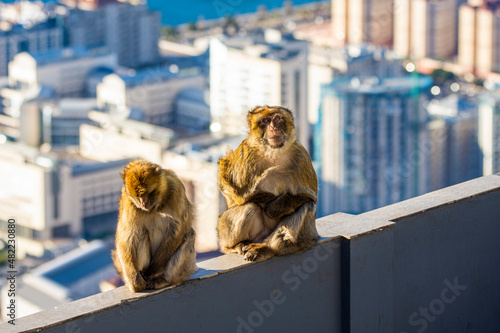 Barbary macaque, Macaca sylvanus, on Gibraltar rock. These monkeys are the only wild primates on the European continent.