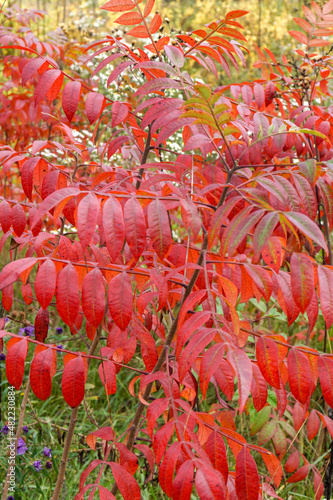 Vertical image of the deciduous shrub known as shining sumac (Rhus copallinum or R. copallina) in red fall color photo