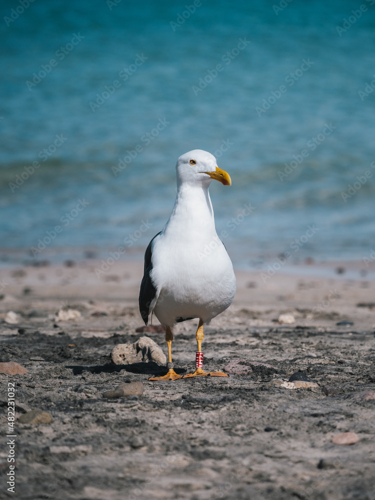 Seagull on the beach Seagull on the beach