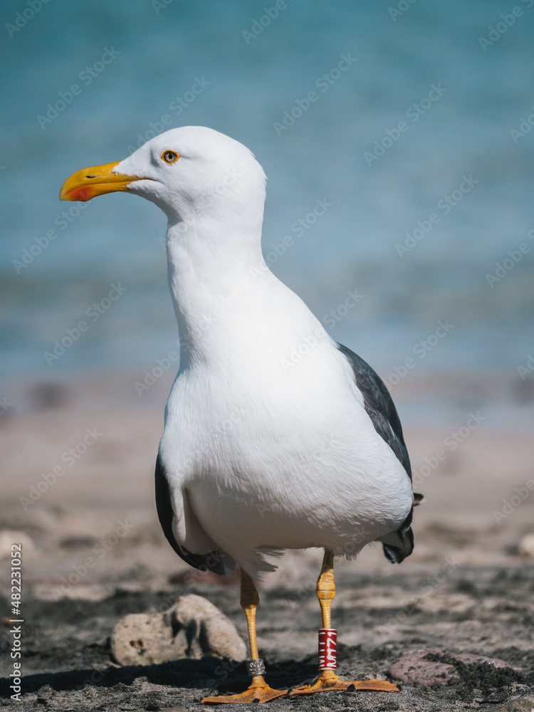 Seagull on the beach Seagull on the beach