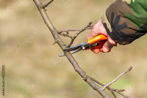 The farmer looks after the orchard . photo