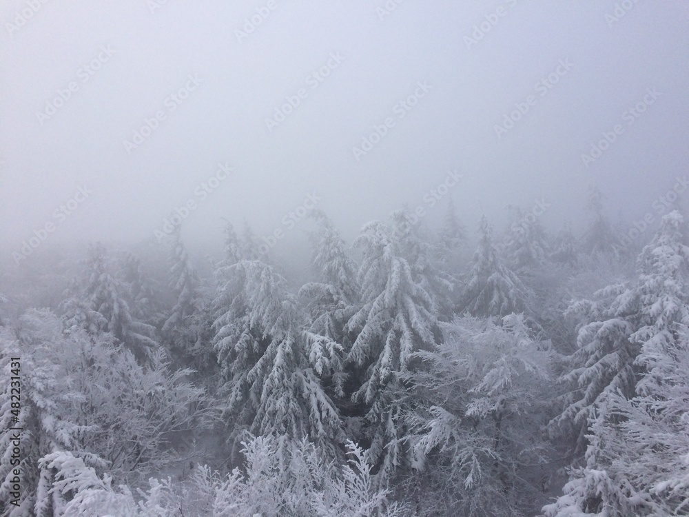 Winter white forest with snow