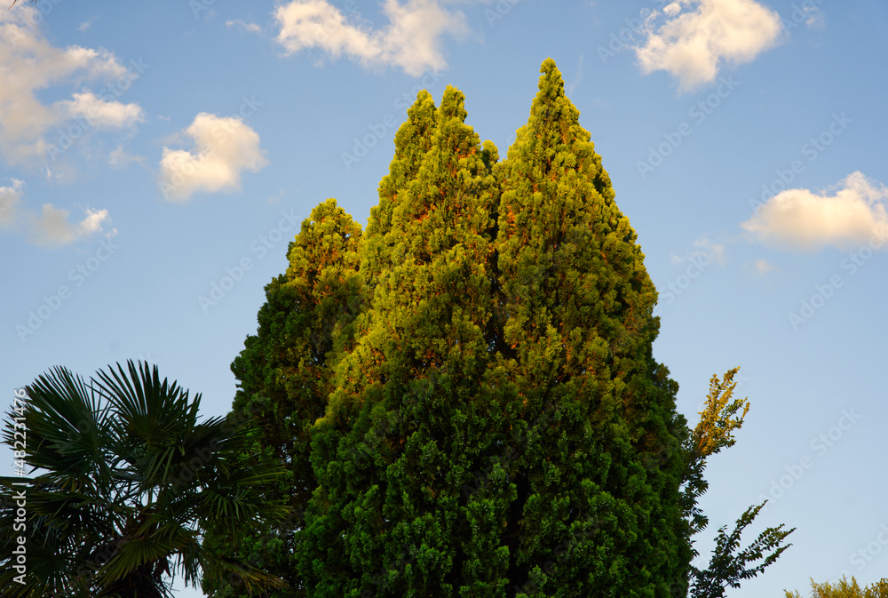 Obraz premium Beautiful trees during a summer sunset. 