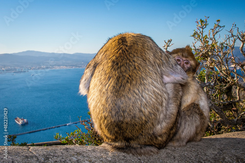 Barbary macaque, Macaca sylvanus, on Gibraltar rock. These monkeys are the only wild primates on the European continent.
