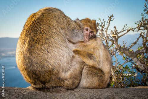 Barbary macaque, Macaca sylvanus, on Gibraltar rock. These monkeys are the only wild primates on the European continent.