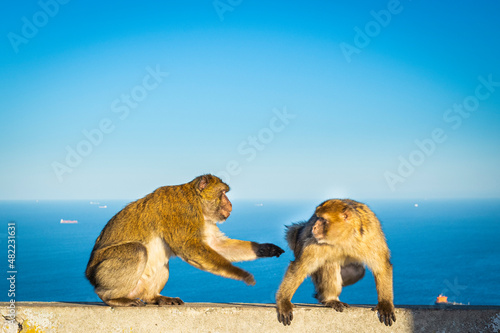 Barbary macaque, Macaca sylvanus, on Gibraltar rock. These monkeys are the only wild primates on the European continent.