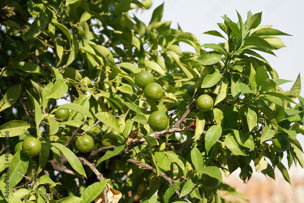 frische Limetten am Baum