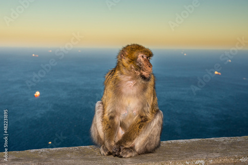 Barbary macaque, Macaca sylvanus, on Gibraltar rock. These monkeys are the only wild primates on the European continent.