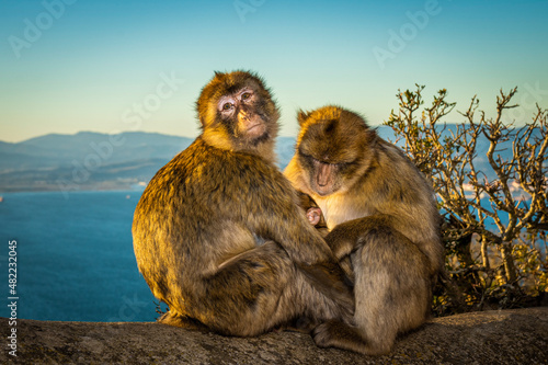 Barbary macaque, Macaca sylvanus, on Gibraltar rock. These monkeys are the only wild primates on the European continent.