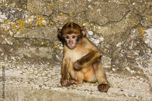 Barbary macaque, Macaca sylvanus, on Gibraltar rock. These monkeys are the only wild primates on the European continent.