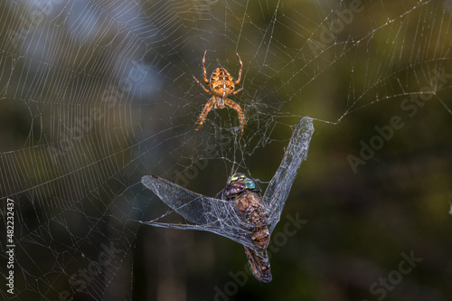 Billede på lærred Dragonfly Caught in Spider Web Being Eaten by Spider