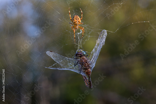 Dragonfly Caught in Spider Web Being Eaten by Spider