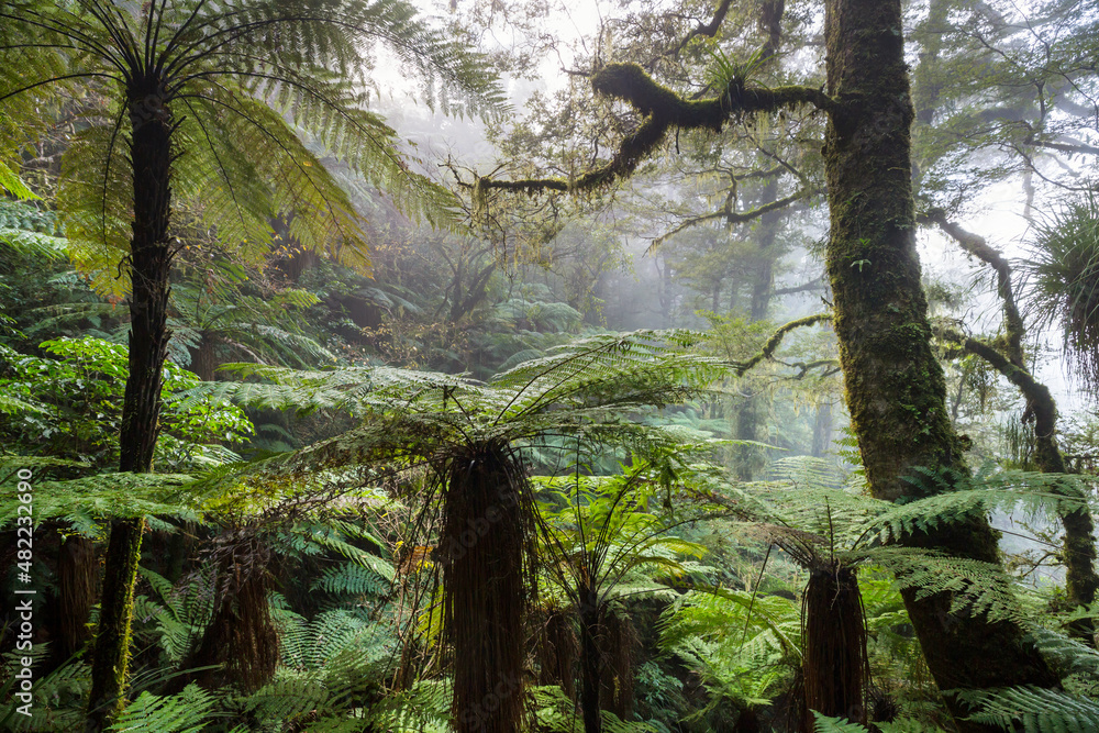 Obraz premium New Zealand forest