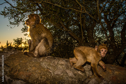 Barbary macaque, Macaca sylvanus, on Gibraltar rock. These monkeys are the only wild primates on the European continent.