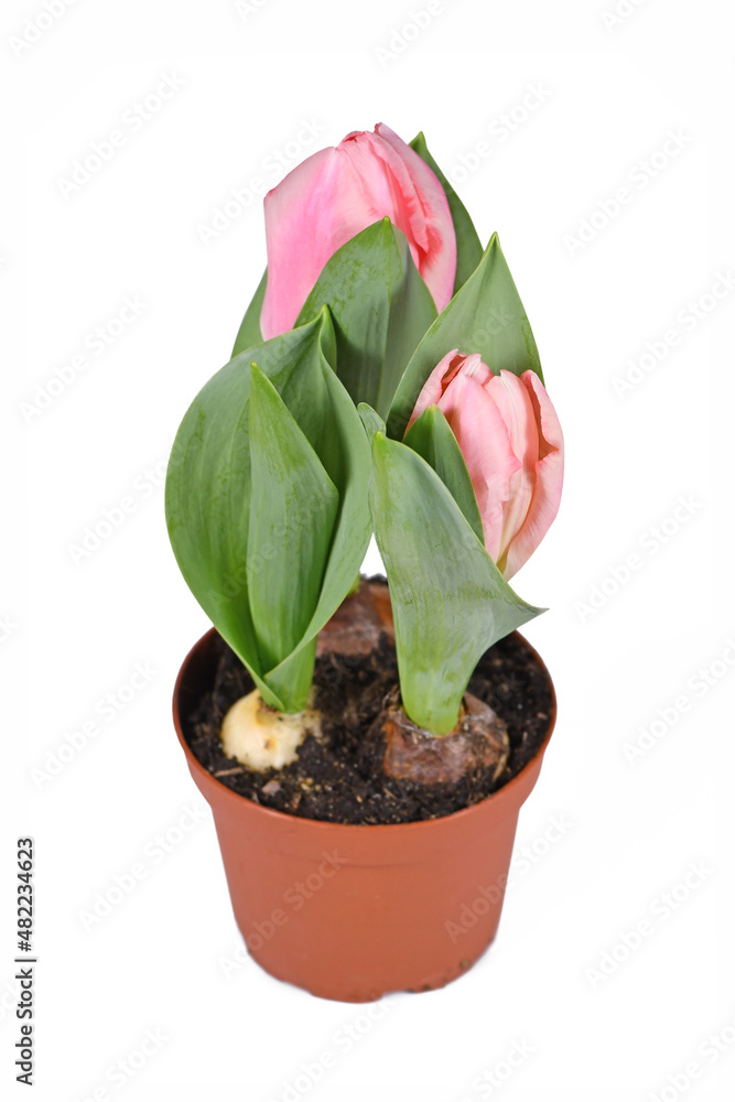 Pink 'Tulipa Sugar Love' tulip in flower pot on white background Pink 'Tulipa Sugar Love' tulip in flower pot on white background