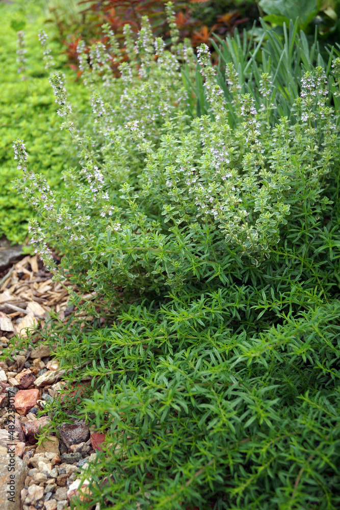 Fototapeta vertical image of creeping winter savory (Satureja montana