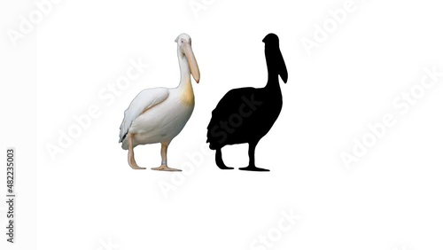 pelican walking with its shadow.
