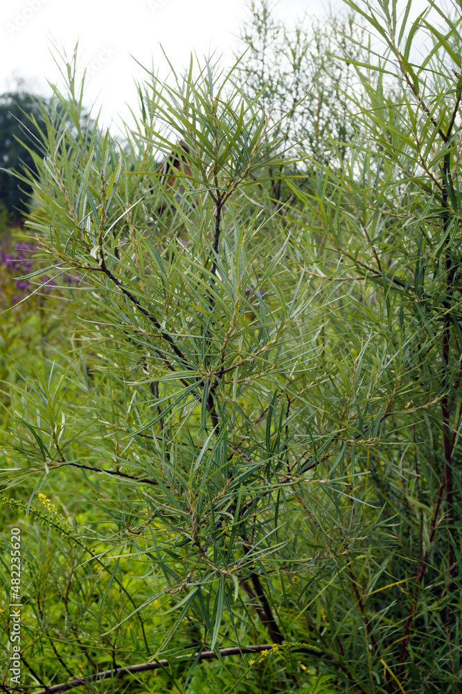 Vertical image of the foliage of rosemary willow (Salix elaeagnos subsp ...