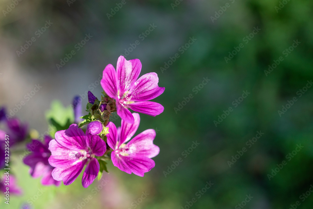 Close-up of Cranesbill Geranium flower in summer in the garden during the day. Ornamental plants for the decoration of the territory. blurred background, copy space