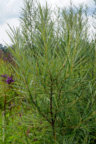 Vertical image of the foliage of rosemary willow (Salix elaeagnos subsp. angustifolia)