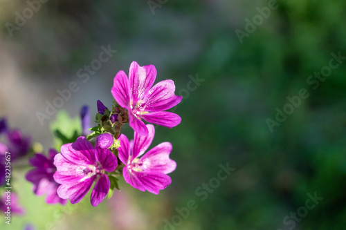 Close-up of Cranesbill Geranium flower in summer in the garden during the day. Ornamental plants for the decoration of the territory. blurred background, copy space © Sergey
