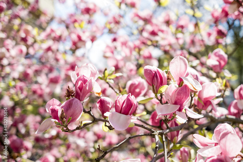 Blooming branch of magnolia tree in spring time