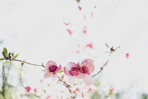 Blooming branch of magnolia tree in spring time