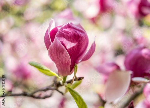 Blooming branch of magnolia tree in spring time © Olivia