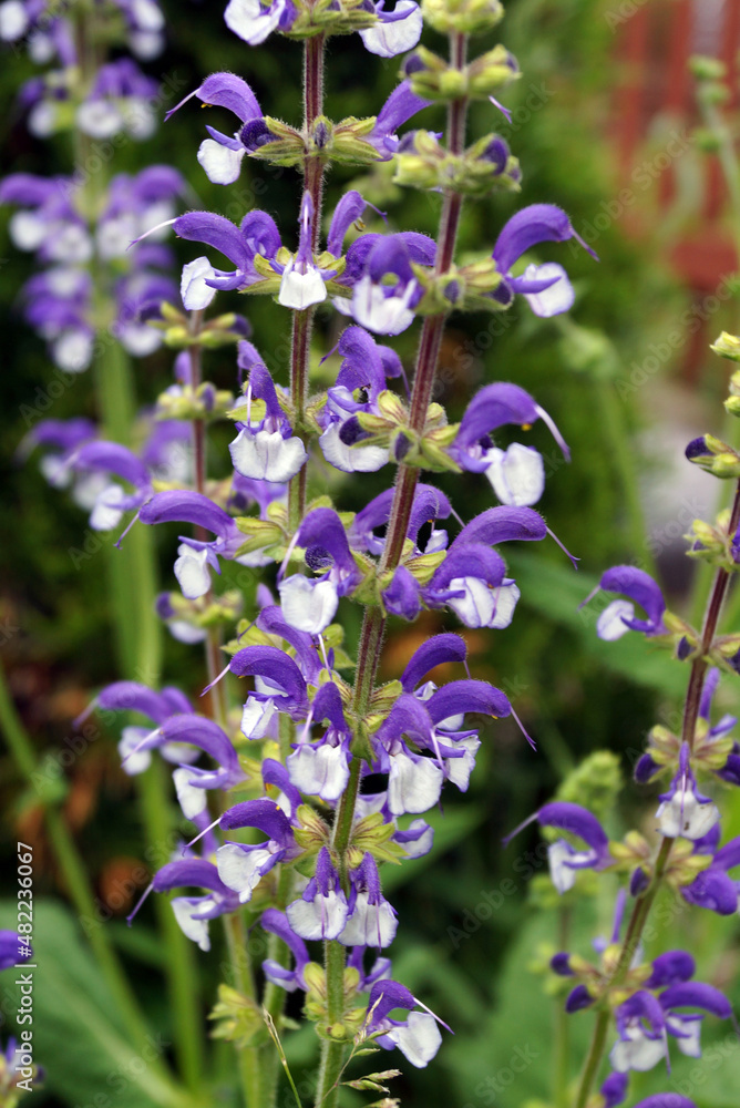 Closeup of the bicolor flowers of 'Madeline' meadow sage (Salvia pratensis 'Madeline') Closeup of the bicolor flowers of 'Madeline' meadow sage (Salvia pratensis 'Madeline')