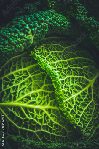 Savoy cabbage on a black background, close up, vertical